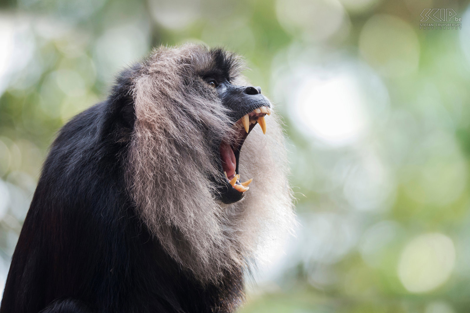 Valparai - Lion-tailed macaque The lion-tailed macaque is one of the most threatened primates and it is estimated that there are only 3000 to 3500 animals in the wild. Stefan Cruysberghs